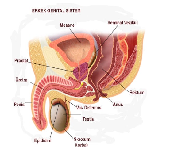 penis-organi-hakkinda